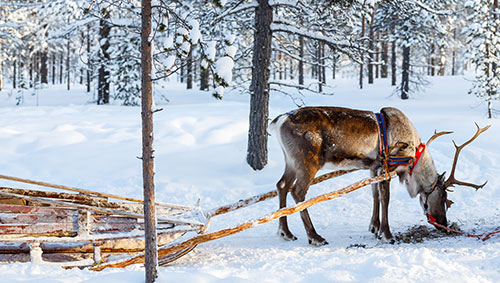 Region Finland - Schullo