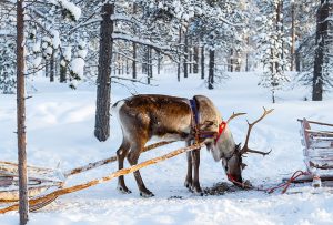 Cereal grown in Finland - photo of a reindeer in the snow - Schullo