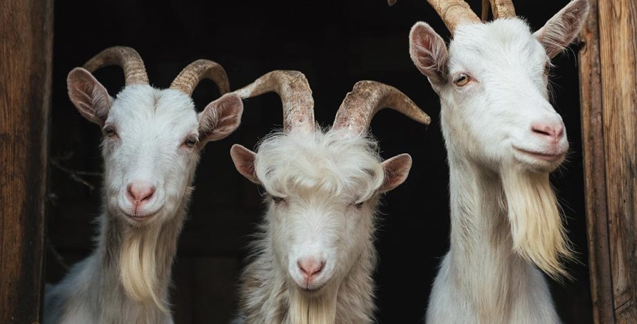 Schullo - photo of goats - we use goats as a sustainable way to recycle rice, oats and other cereals