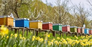 Photo bee hives - Schullo helps protect bees with chemical-free fertilizers and planting several trees - we're beekeepers that provide all natural honey