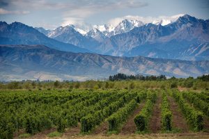 Peanuts grown in Argentina - photo of fields and mountains - Schullo
