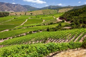 Agriculture in the Colchagua valley of central Chile in South America