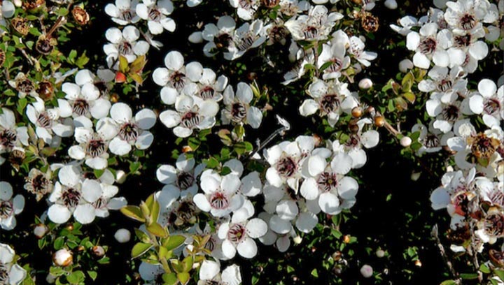 New Zealand Maori Manuka Plant Flowers - manuka honey.