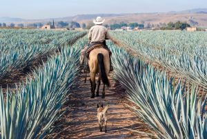 Agave plants in Mexico