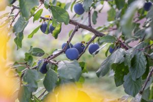 Black plums on tree