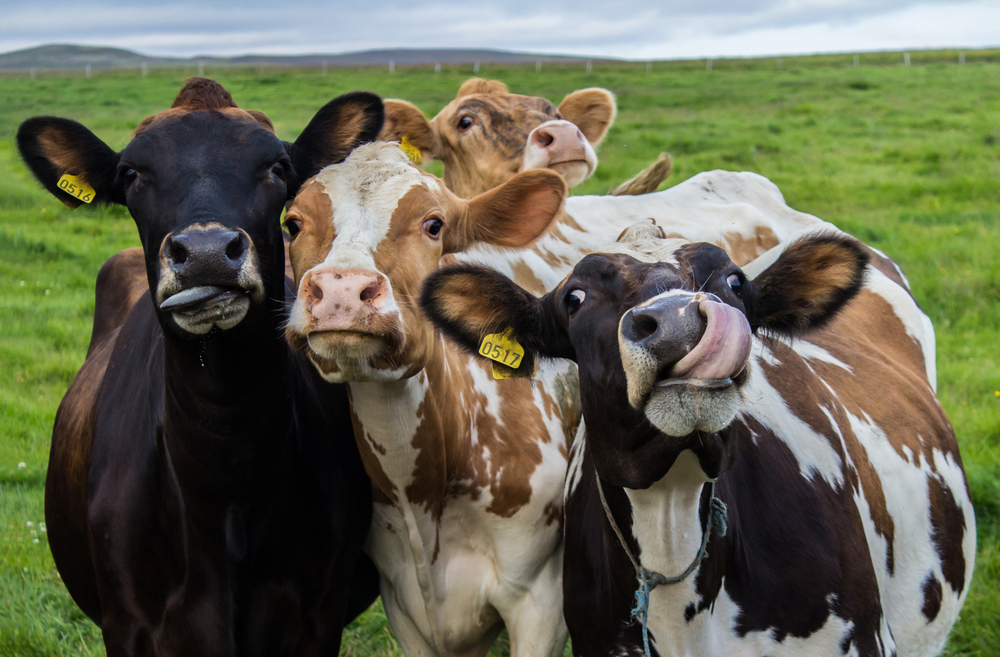 Cows in a group
