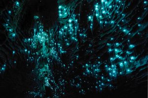 Waitomo Glowworm Caves Waikato New Zealand