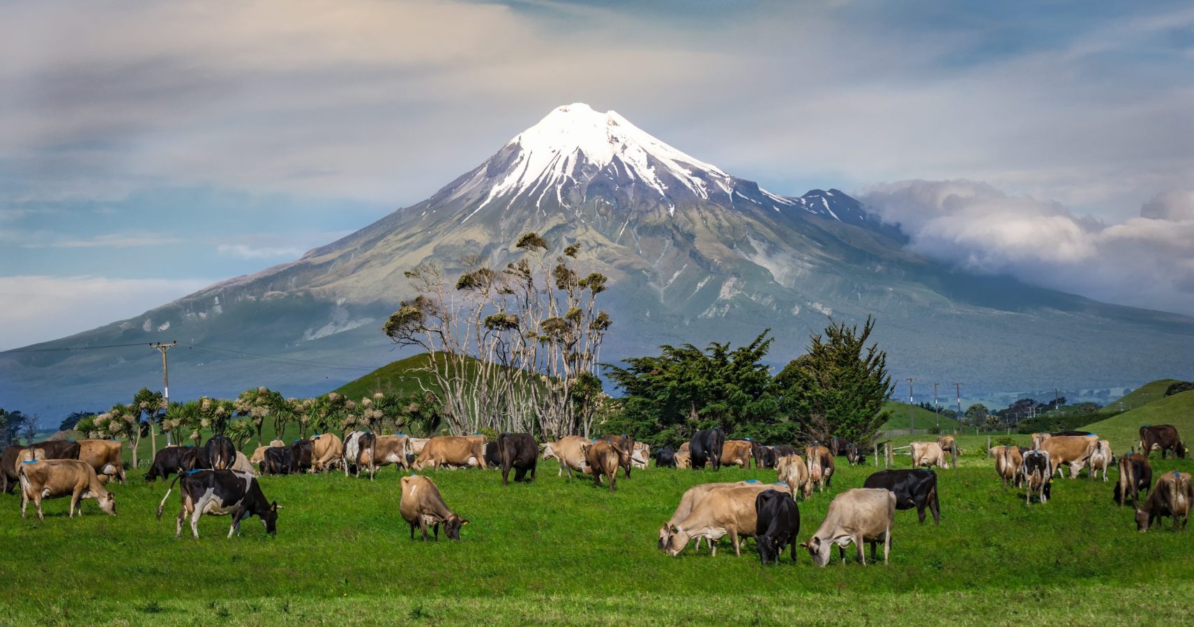 Mt Taranaki with cows in foreground. New Zealand
