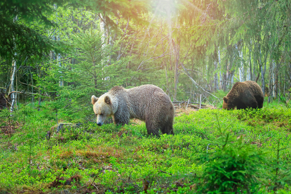 Brown bears eating wild blueberries