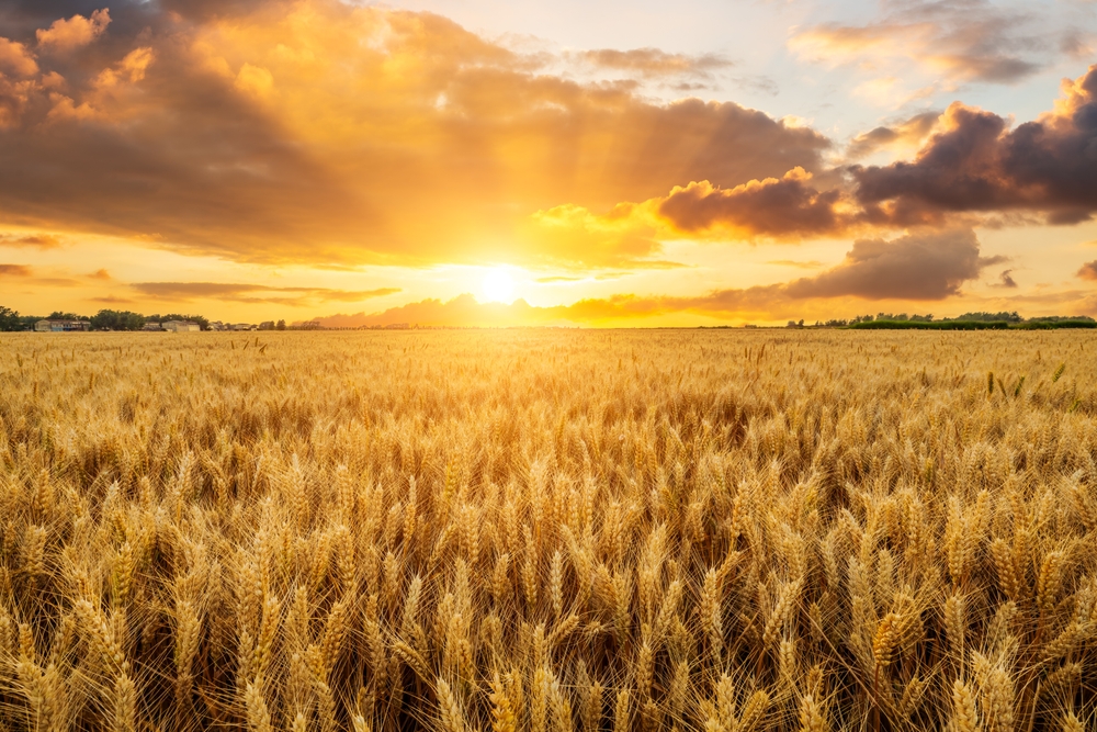 10 Powerful Benefits of Oats