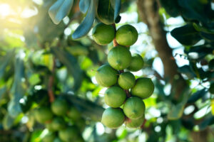 Macadamia fruit hanging on tree