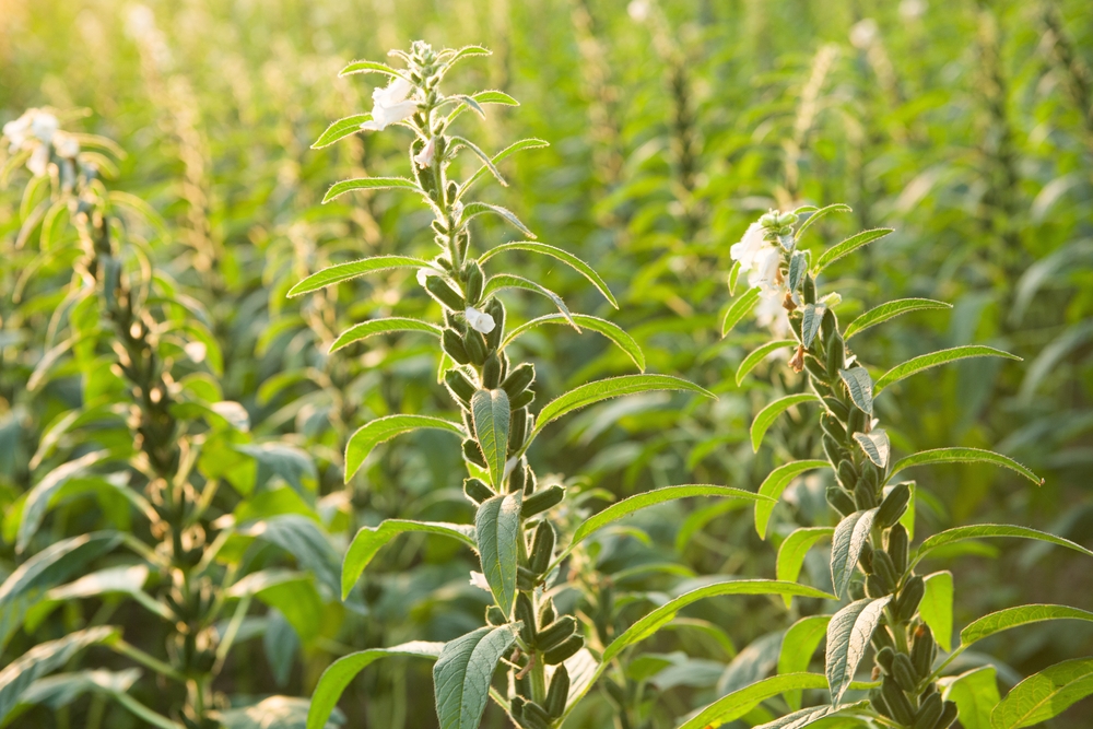 Sesame,Seed,Plants,Growing,In,The,Area,Of,Farmland