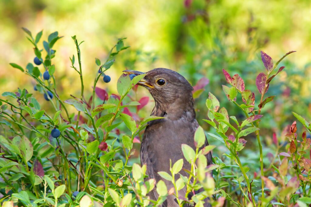 Wild blueberries and birds