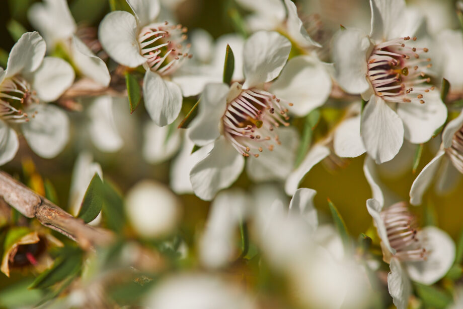 Close up of manuka flower