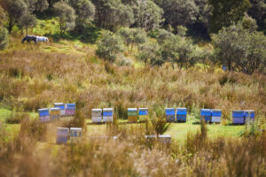 Beehives at Pouatu honey in Taranaki New Zealand