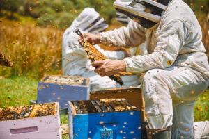 Beekeeper at Pouatu honey in Taranaki New Zealand