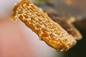 honey comb close up