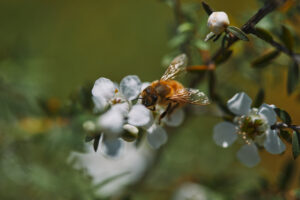 Honey bee on manuka flower