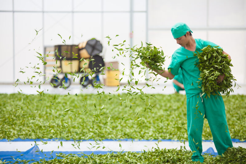 Tea production