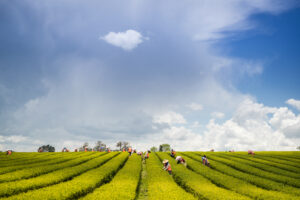 Picking tea at Zealong tea estate