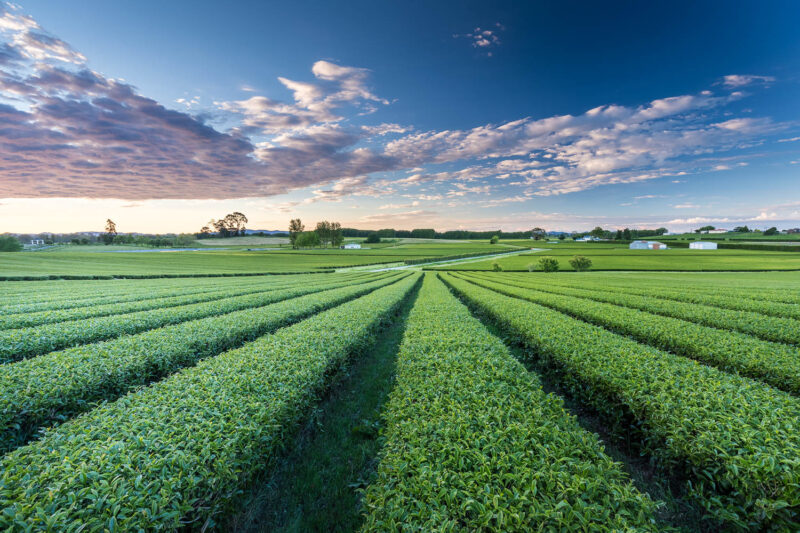 Zealong tea estate in New Zealand