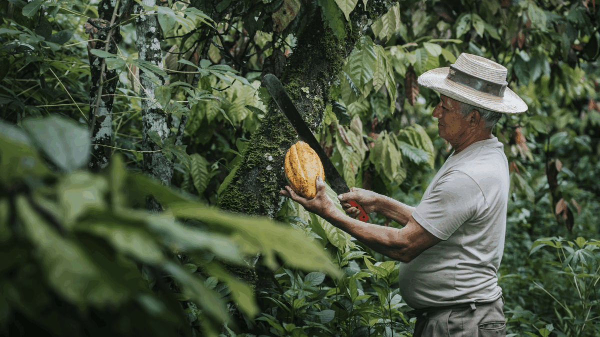 Farmer with cacao pod