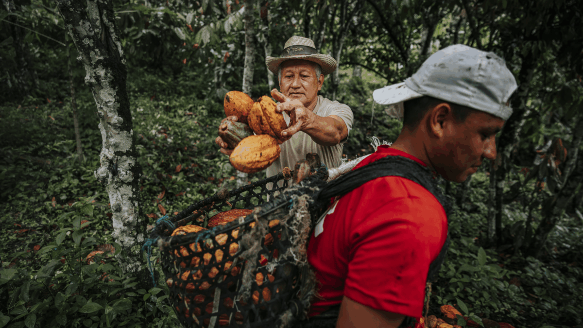 To'ak farmers harvesting cacao pods