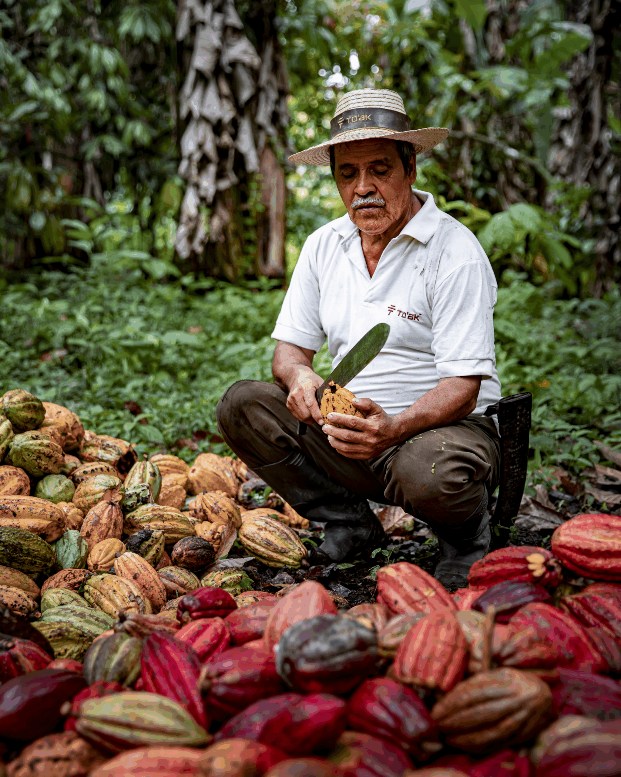 To'ak farmer opening the cacao pods