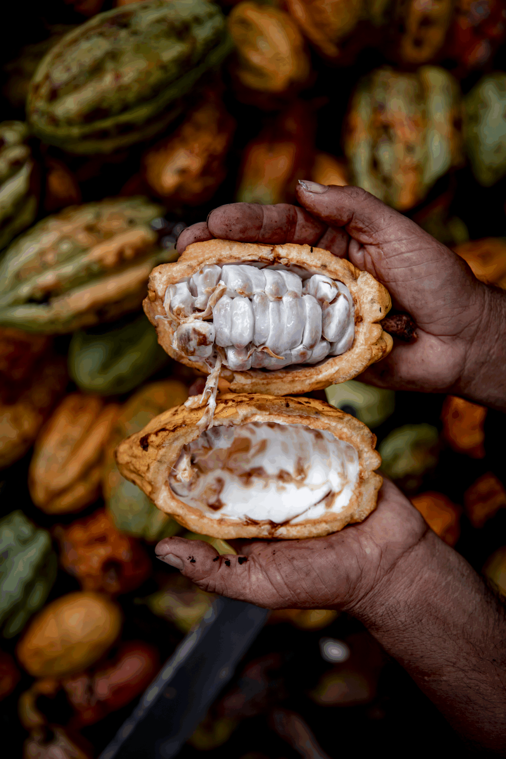Open cacao pod