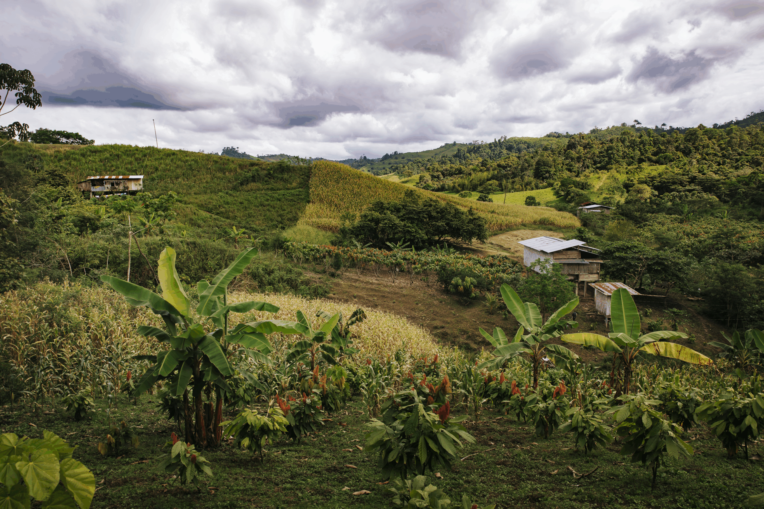 Region of Piedra de la Plata Ecuador