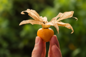 Golden berry