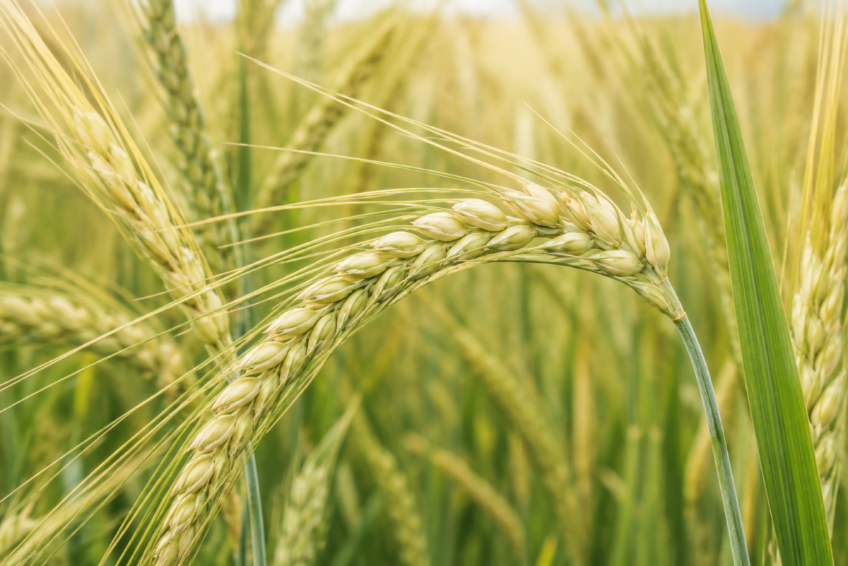Rye growing
